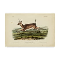 Trademark Fine Art 'Long tailed Deer' Canvas Art by John James Audubon
