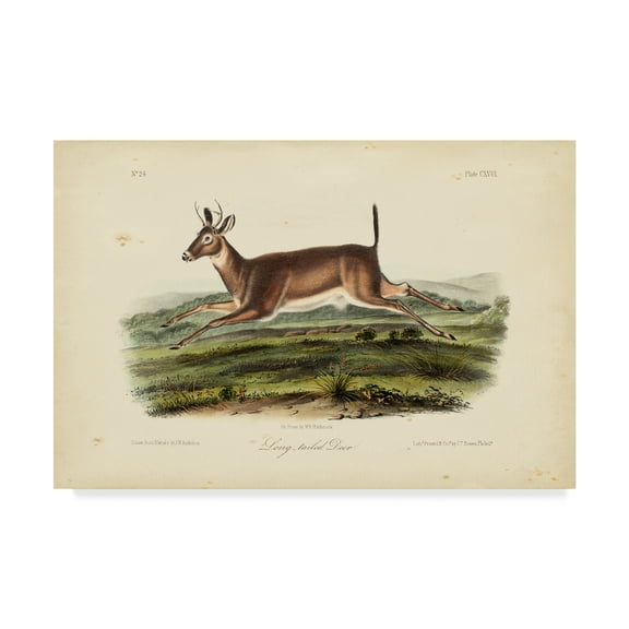 Trademark Fine Art 'Long tailed Deer' Canvas Art by John James Audubon