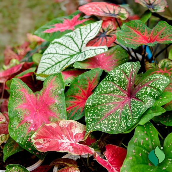 Caladium Mix