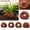 4PCS, variant on Natural Lava Rock Plant Holder for Aquarium Live Plants,Porous Volcanic Stone Base for Fish Tank Aquascaping,Aquatic Plant Support and Decoration