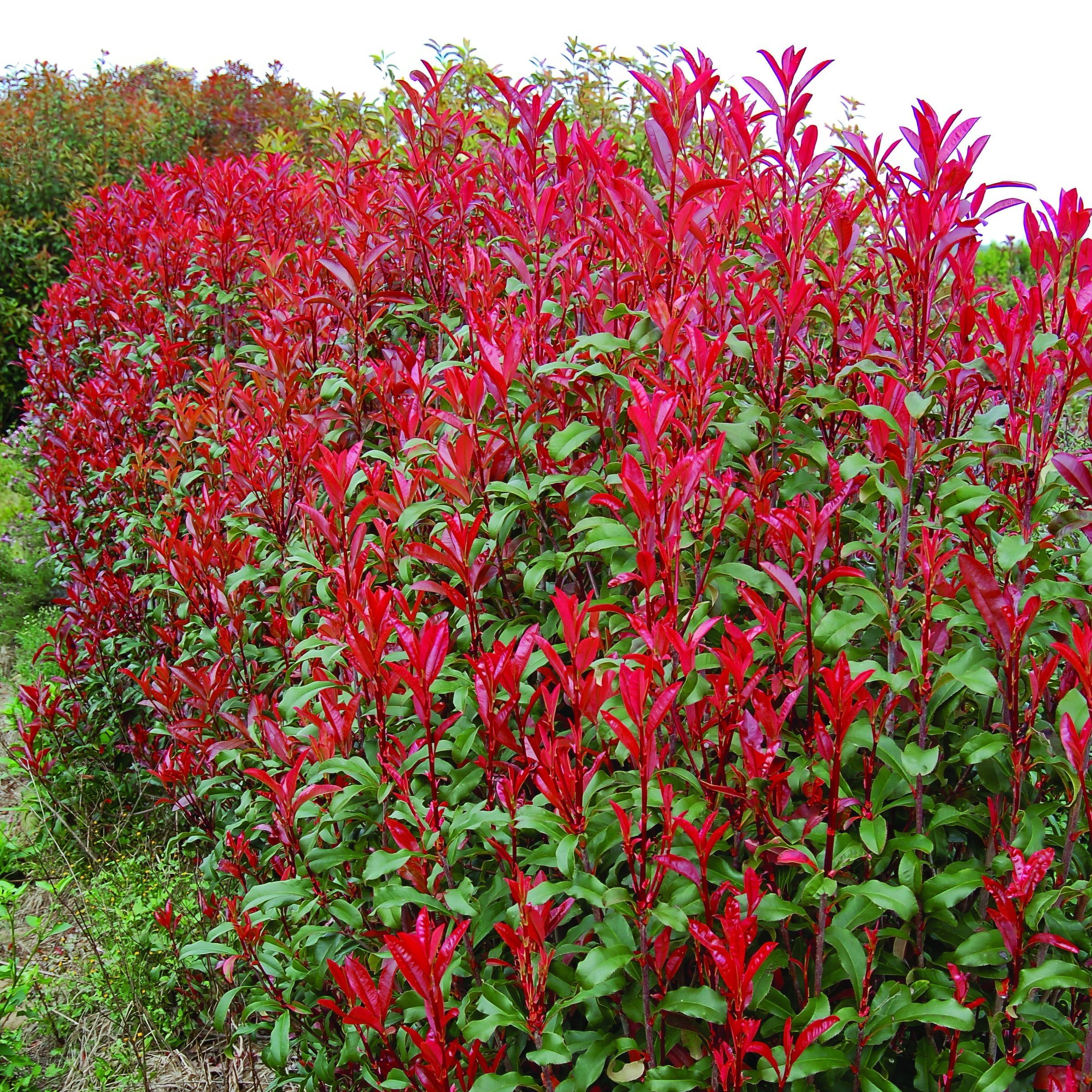 National Plant Network 4 in. Photinia Dynamo Red (16-Pack)