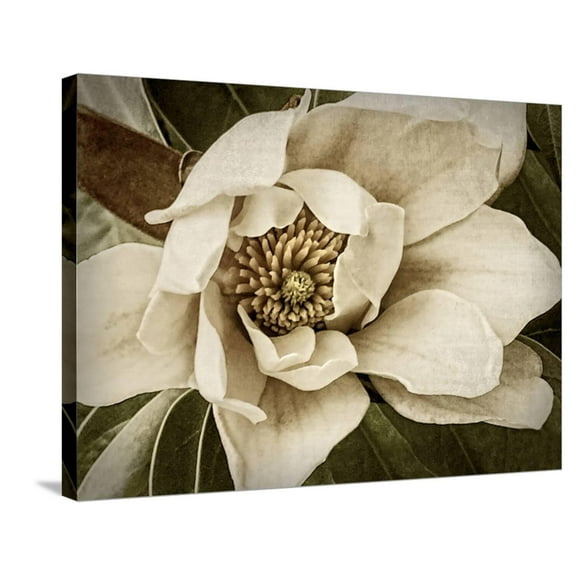 Art.com Classic Magnolia I Stretched Canvas Print Wall Art by Rachel Perry, 32" x 24"