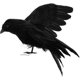 thumbnail image 1 of Feathered Crows Looking Realistic Crow, Black Feathered, 1 of 5