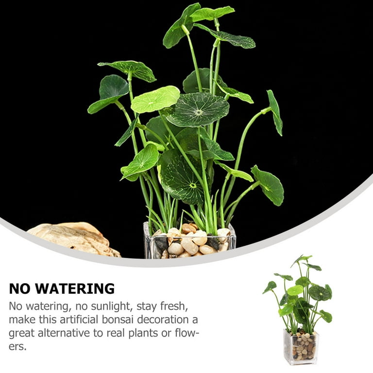 tobacco plant seeds Florida Sumatra Tobacco Seeds (Nicotiana tabacum) – 50+ Seeds for Toba –  Terra Mater Gardens main image 0
