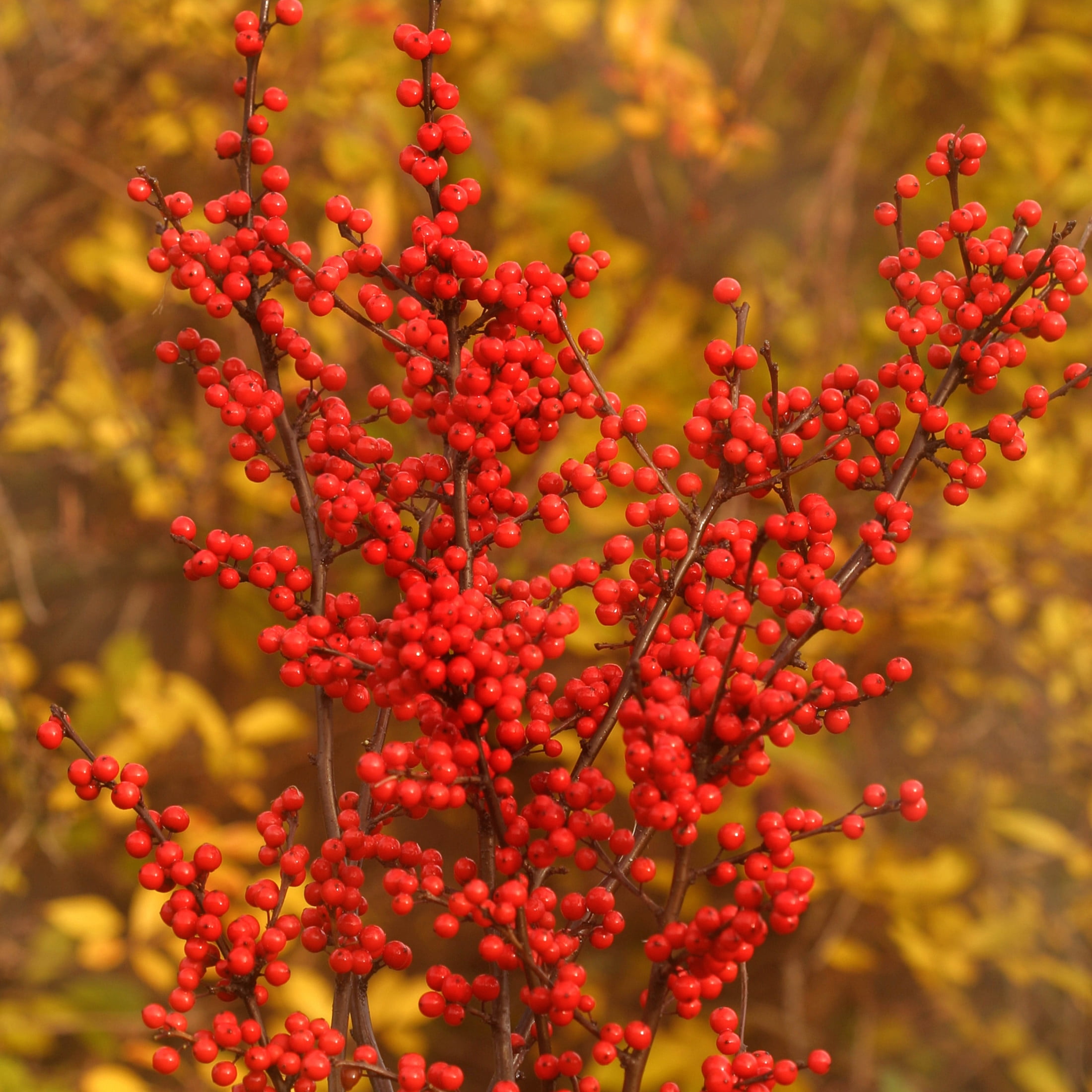 Proven Winners ColorChoice 5" Berry Heavy Winterberry Live Plant in 4.5" Pot (4 Count)