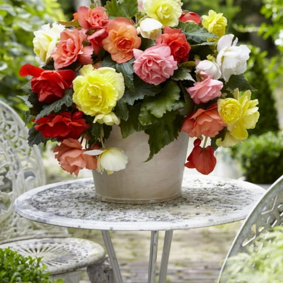 TASC Flower Bulbs Begonia Double Assorted (6 Bulbs)
