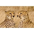 thumbnail image 2 of Williams, Joanne 18x13 Black Ornate Wood Framed with Double Matting Museum Art Print Titled - Kenya, Masai Mara Portrait of cheetah brothers, 2 of 4