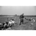 thumbnail image 2 of Padrone Supervising Work Of Italian-American Cranberry Pickers Including Many Children Kept Out Of School. Burlington, 2 of 2