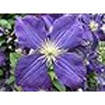 thumbnail image 4 of Jackmani Clematis Vine - Velvety-Purple - 2.5" Pot, 4 of 4
