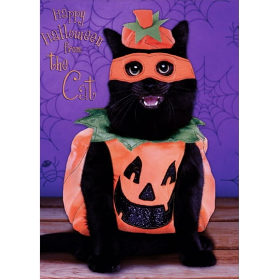 Designer Greetings Cat Wearing Pumpkin Outfit Halloween Card from Cat