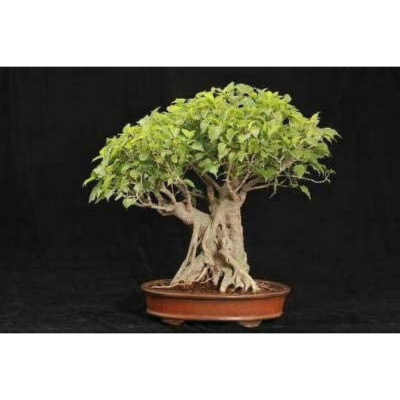 CZ Grain 25 Sacred Fig Bonsai Tree Plant Seeds