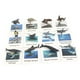 thumbnail image 2 of Figuras de Animales Sunnimix 12 Unids con Tarjetas Flash Realistas, 2 of 8