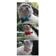 thumbnail image 3 of Xiao Hua Collar para gatos con hebilla ajustable de seguridad suave para perros pequeños o gatos, terciopelo rojo, 3 of 4
