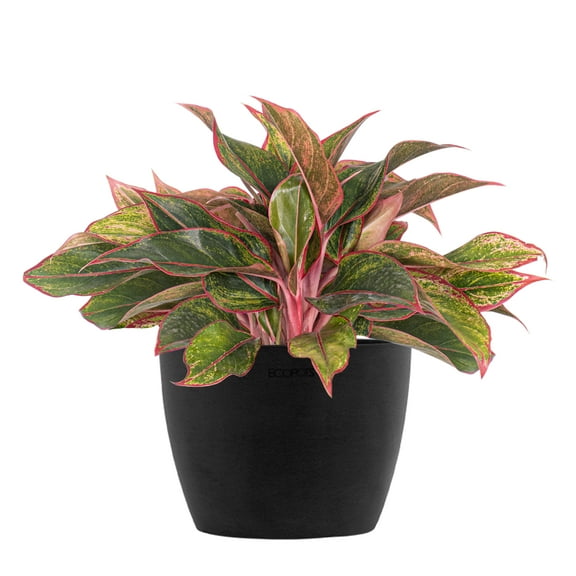 United Nursery Live Aglaonema Siam Aurora Houseplant 12-14in Tall in 6-inch Premium Ecopot Dark Gray