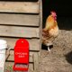 thumbnail image 3 of Alimentador Pollo Automático Sin Residuos Accesorios Gallina () Rojo Blanco, 3 of 9