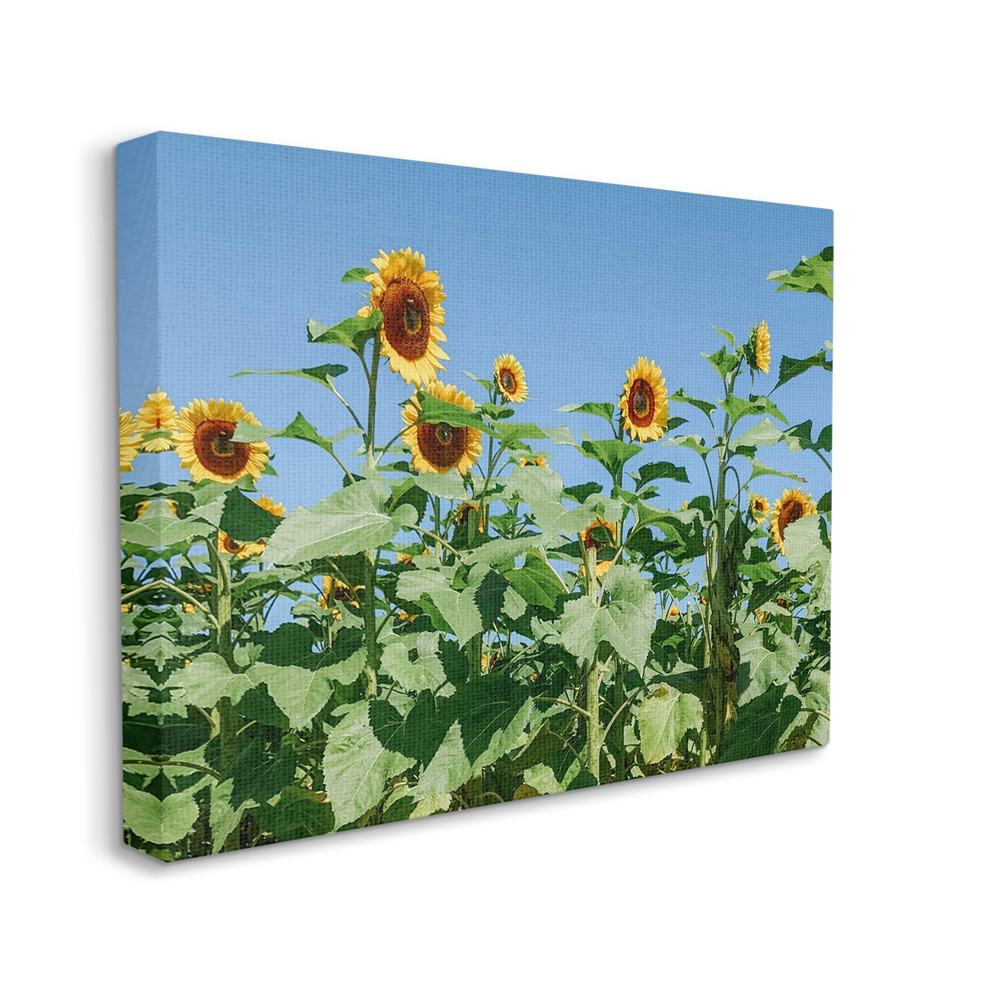 Stupell Industries Tranquil Country Sunflower Meadow Sunny Daytime Blooms Photograph Gallery Wrapped Canvas Print Wall Art, Design by Kali Wilson