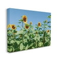 thumbnail image 3 of Stupell Industries Tranquil Country Sunflower Meadow Sunny Daytime Blooms Photograph Gallery Wrapped Canvas Print Wall Art, Design by Kali Wilson, 3 of 7