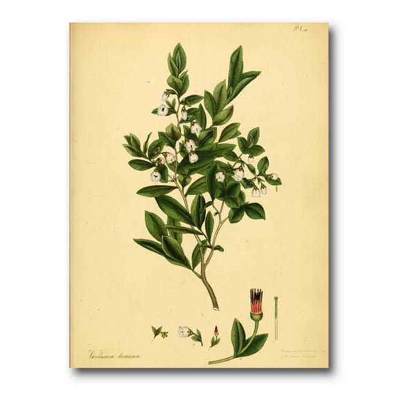 Designart ' Ancient Plant Life XXV ' Traditional Canvas Wall Art Print