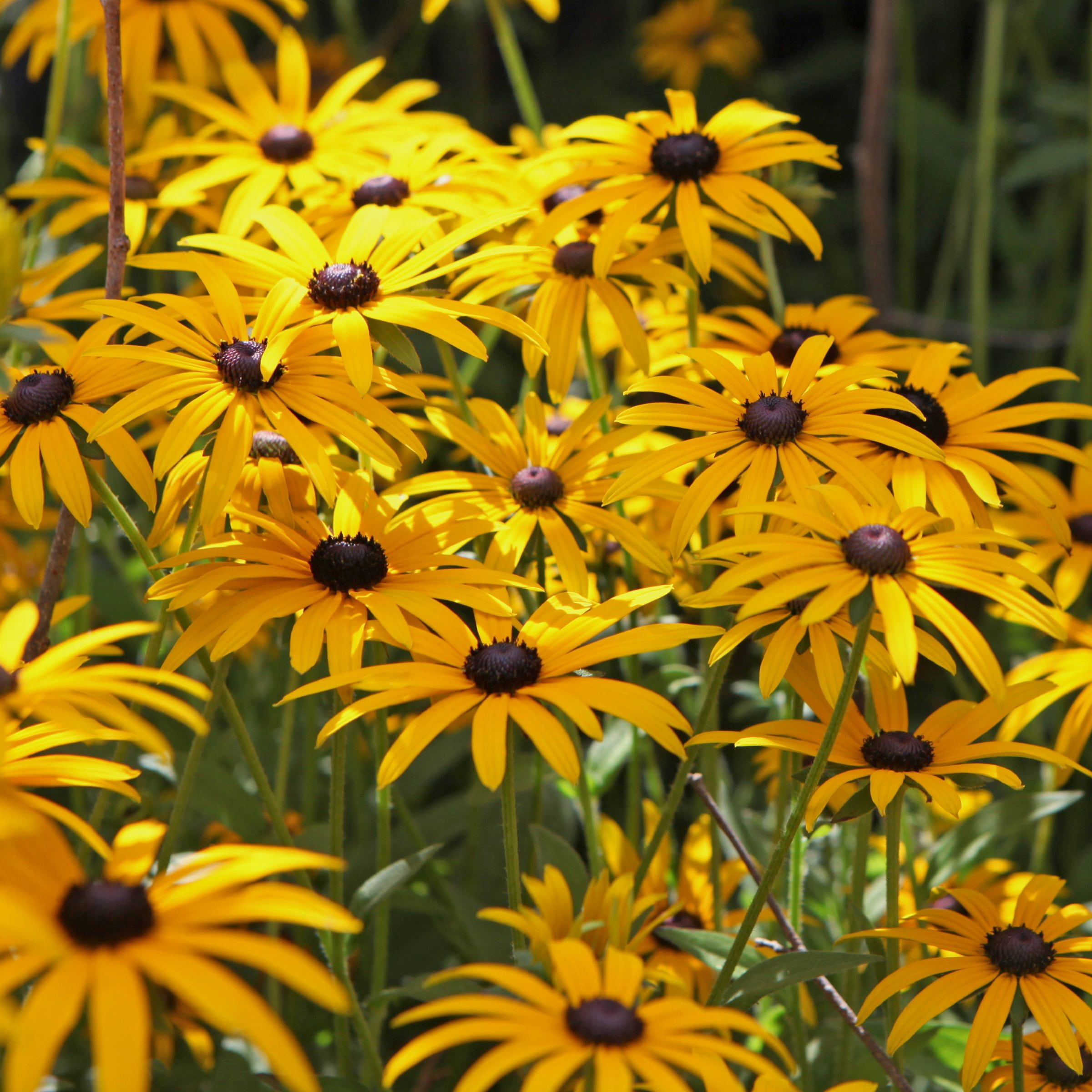 National Plant Network 1 gal. Black Eyed Susan Goldsturm Perennial Plant (8-Pack)