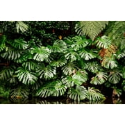 5 Seeds - Organic SPLIT LEAF PHILODENDRON Monstera Deliciosa Swiss Cheese Plant Vine Seeds