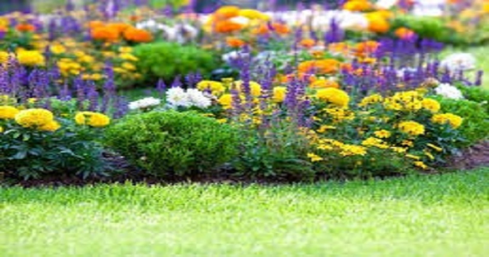 Sunniland Bloom Special Fertilizer, 20 lbs