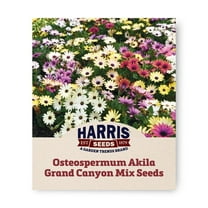 Harris Seeds - Osteospermum Akila Grand Canyon Mix F1 Seeds For Planting - 50 Seeds