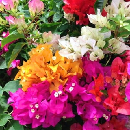 2 Mix Bougainvillea Plants Live, Flowering Bougainvillea Vine 4-8 Inc Height, Climbing Plant for Outdoor Garden and Trellis
