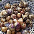 thumbnail image 2 of Van Zyverden Deer, Rodent and Squirrel Resistant Garden 25 Bulbs Multicolor Part Sun, 2 of 6