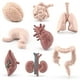 thumbnail image 2 of Ounissouiy Modelo de órgano humano para niños, estómago, intestino delgado, ciencia educativa, juguete para niños, accesorio de aprendizaje Juguetes Educativos, 2 of 6