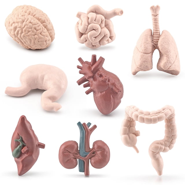 Tholdsy Modelo de órgano humano para niños, estómago, intestino delgado, ciencia educativa, juguete para niños, accesorio de aprendizaje temprano, Juguetes Educativos Tholdsy FN010845-00