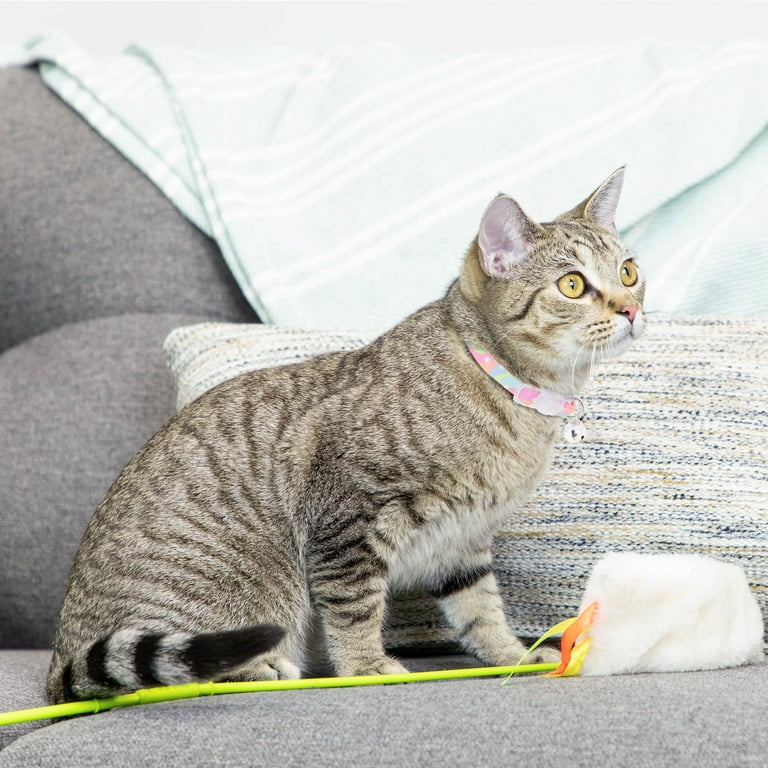 Grey kitten collar 2025