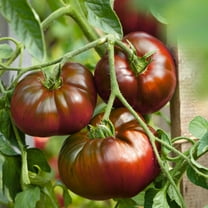 Paul Robeson Tomato Seeds - 0.25 Oz ~1700 Seeds - Non-GMO, Heirloom - Vegetable Garden - Solanum lycopersicum