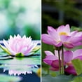 thumbnail image 7 of Oriental Furniture 6 ft. Tall Lotus Blossom Canvas Room Divider - 3 Panel, 7 of 7