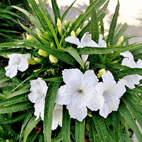 Set 2 White Mexican Petunias Live Plants, 6 to 9 Inch Tall Mexican Petunia Plants For Planting Outdoors, Mexican Petunia Ruellia