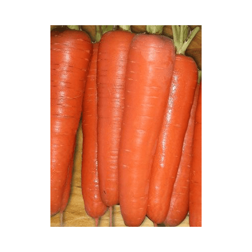 Buy Carrot Tendersweet seeds at