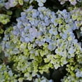 thumbnail image 3 of Proven Winners ColorChoice Fairytrail Fresco Hydrangea Live Shrub (2 Gallon), 3 of 10