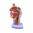 thumbnail image 4 of La Cavidad Nasal Garganta Anatomía Modelo 4.7 × 4.7 × 9.5 Pulgadas, 4 of 6