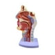 thumbnail image 4 of Modelo Anatómico La Cavidad Nasal de 4.7 × 4.7 × 9.5 Pulgadas, 4 of 6