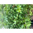 thumbnail image 4 of Thunderbolt - Lonicera nitida - Very Hardy - Quart Pot, 4 of 4