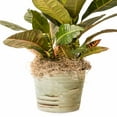 thumbnail image 5 of Proflora Preserved Green Spanish Moss, Natural 530 CU in - Floral Arranging Supplies, 5 of 7