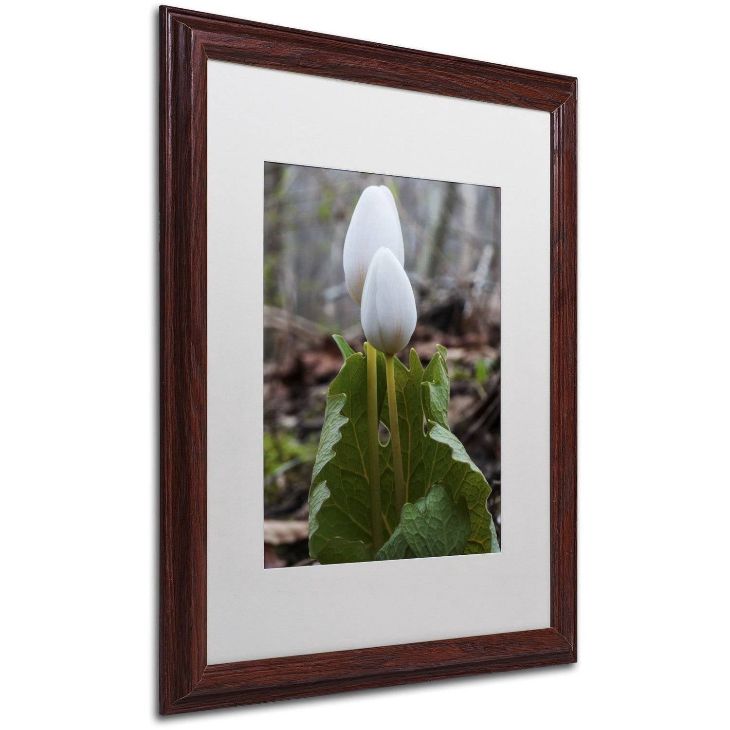 Trademark Fine Art "Bloodroot Wildflower" Canvas Art by Kurt Shaffer, White Matte, Wood Frame