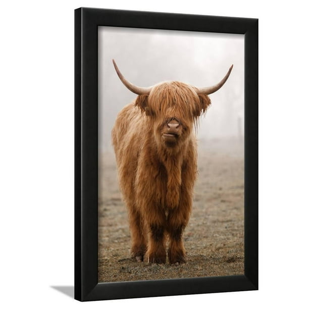 Scottish Highland Cow Framed Print Wall Art By Franz Peter Rudolf - Scottish Highland Cow Framed Picture Scottish Highland Cow Framed Print Wall Art By Franz Peter Rudolf - Scottish Highland Cow Framed Picture