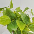 thumbnail image 4 of Yuarrent Planta Artificial Verde De Bajo Mantenimiento Y Fácil De Cuidar Para Espacios Interiores Y Exteriores Elegante Decoración, 4 of 6