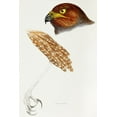 thumbnail image 2 of Gould, John 13x18 Black Ornate Wood Framed with Double Matting Museum Art Print Titled - Jardines Harrier-Circus jardinii, 2 of 4