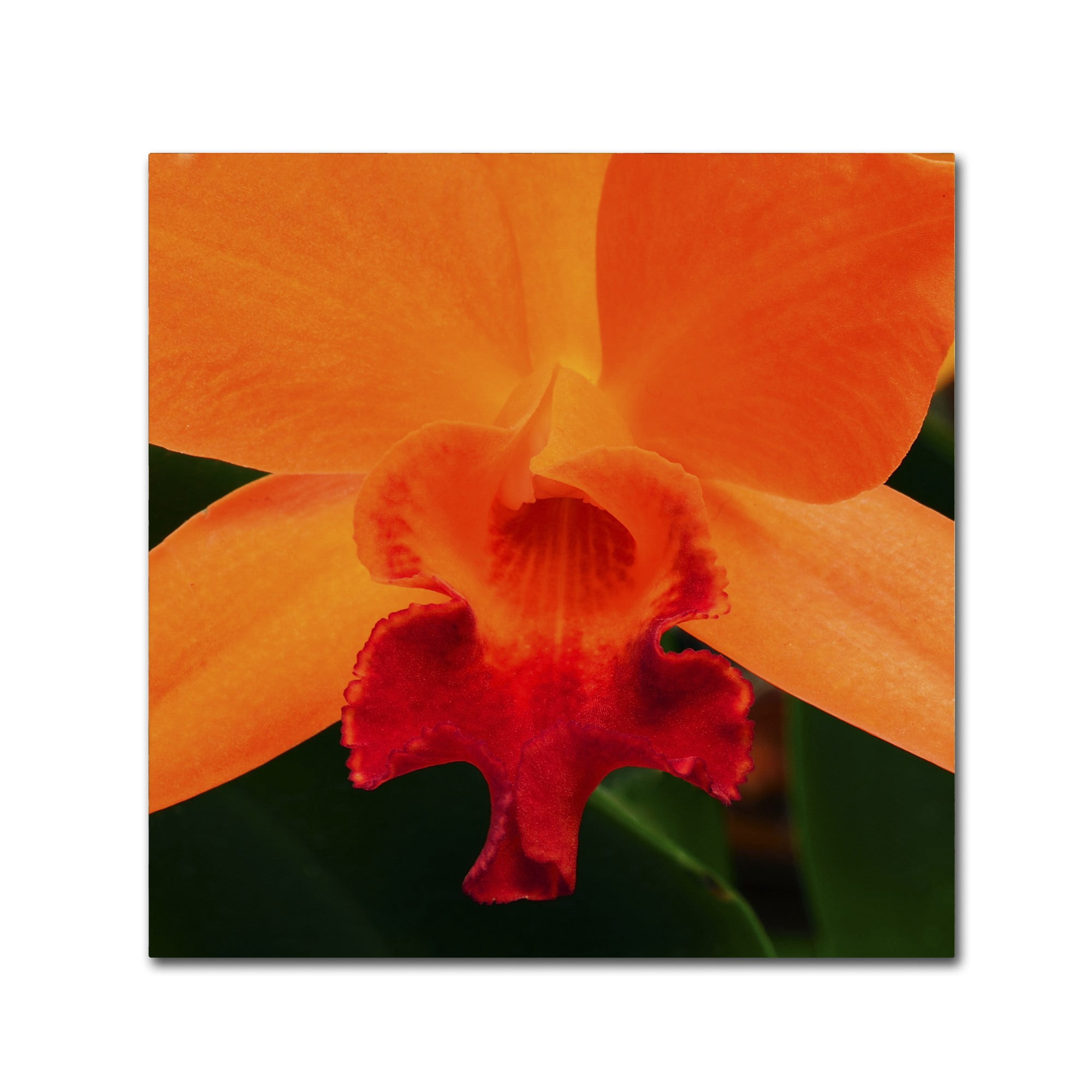 Trademark Fine Art "Brilliant Orchid on Fire" Canvas Art by Kurt Shaffer