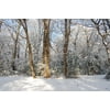 Snowfall Cold Snow Forest Frozen Winter Tree-20 Inch By 30 Inch Laminated Poster With Bright Colors And Vivid Imagery-Fits Perfectly In Many Attractive Frames