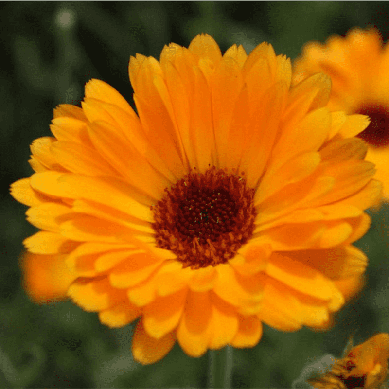 50 Orange Calendula Flower Seeds, Perennial