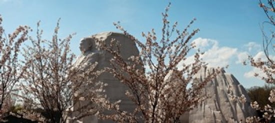 Cherry Trees In Fro