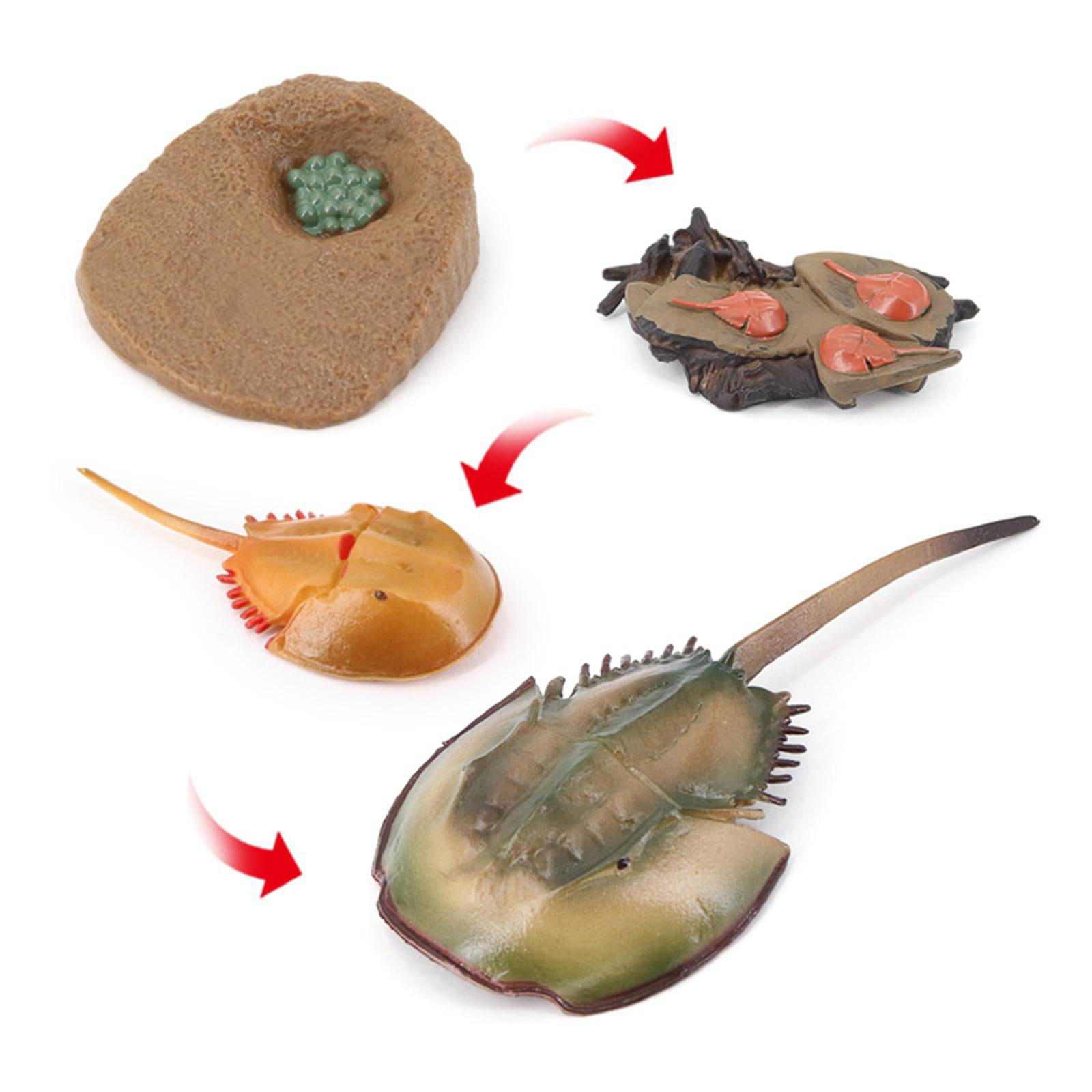 Insects Plastic Dragonfly Toy Figure Details about   4 Stages Life Cycle of a Dragonfly 