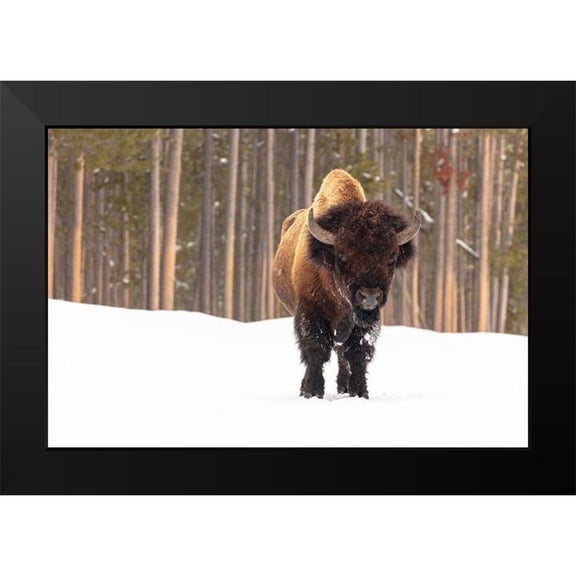Frank, Jacob W. 14x11 Black Modern Framed Museum Art Print Titled - Bull Bison near Madison Junction, Yellowstone National Park